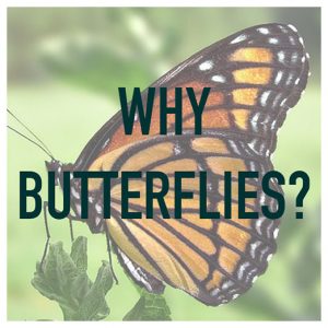 11-why-butterflies